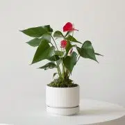 Anthurium - King of hearts