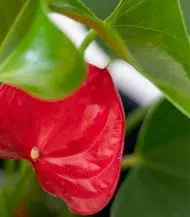 Anthurium - King of hearts - Image 2