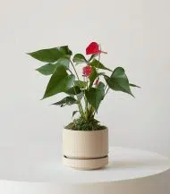Anthurium - King of hearts - Image 3
