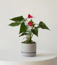 Anthurium - King of hearts - Image 4