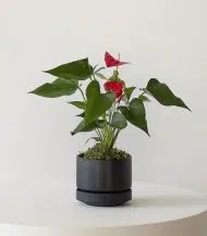 Anthurium - King of hearts - Image 5