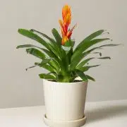 Bromeliad Vriesea