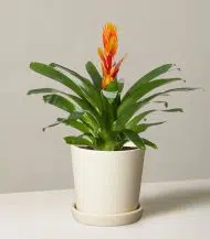 Bromeliad Vriesea