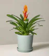Bromeliad Vriesea - Image 3