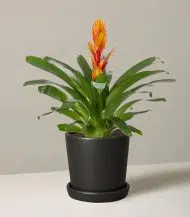 Bromeliad Vriesea - Image 4