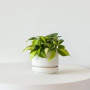 Philodendron Brasil