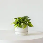 Philodendron Brasil