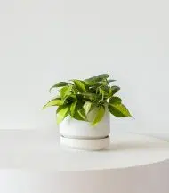 Philodendron Brasil