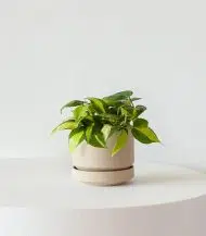 Philodendron Brasil - Image 2