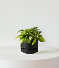 Philodendron Brasil - Image 4