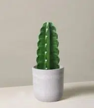 Cuddly Cactus