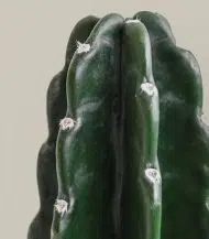 Cuddly Cactus - Image 2