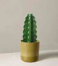 Cuddly Cactus - Image 3