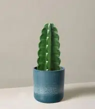 Cuddly Cactus - Image 4