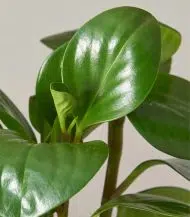 Peperomia Obtusifolia - Image 2