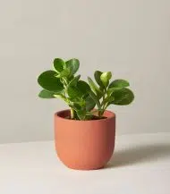 Peperomia Obtusifolia - Image 3