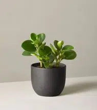 Peperomia Obtusifolia - Image 4