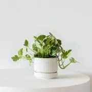 N'joy Pothos