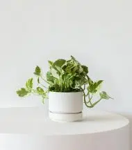 N'joy Pothos