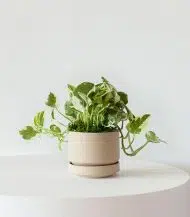 N'joy Pothos - Image 3