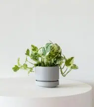 N'joy Pothos - Image 4