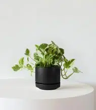 N'joy Pothos - Image 5