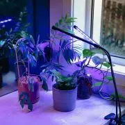 Red/Blue LED Grow Light
