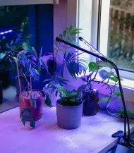 Red/Blue LED Grow Light