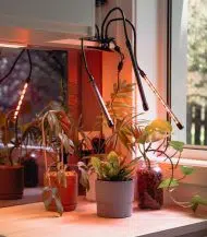 Red/Blue LED Grow Light - Image 2