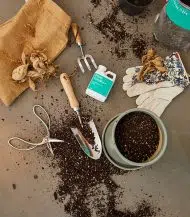 Cactus & Succulent Potting Mix - Image 4