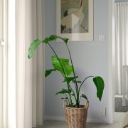 Flodbjork