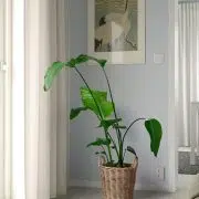 Flodbjork
