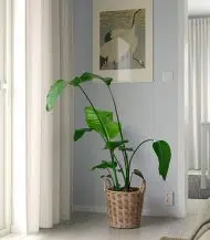 Flodbjork