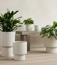 Bishop Earthernware - Image 2