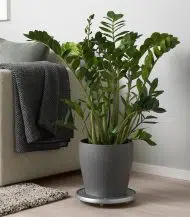 Persilade