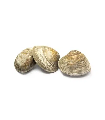 Clams Live