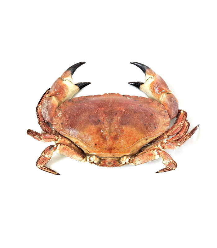 vg-sf-frshs-3 Cornish Crab (Whole) - Image 1