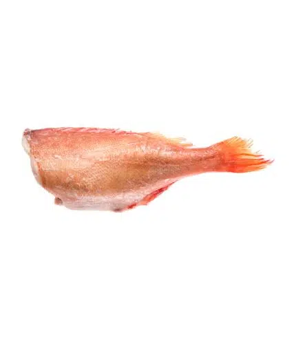 Red Perch